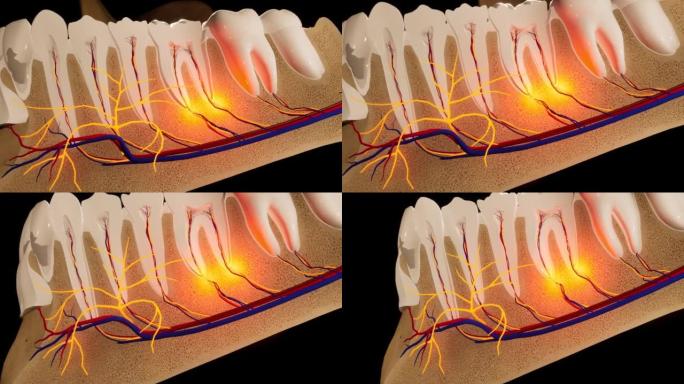 牙齿-细节模型-黑色背景上的3D模型动画。神经，切牙齿，动脉。