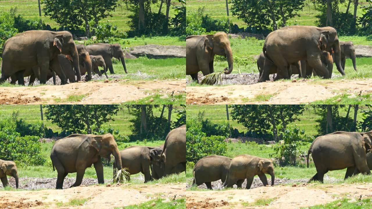 一群大象在斯里兰卡行走