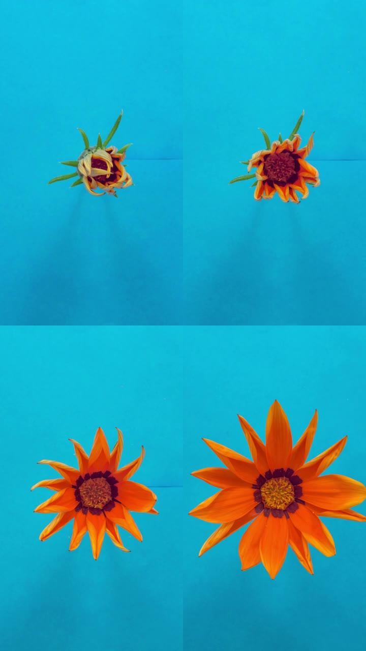 橙色太阳花-Gazania在白色背景上的4k视频中绽放。9:16比例的垂直时间流逝手机和社交媒体准备