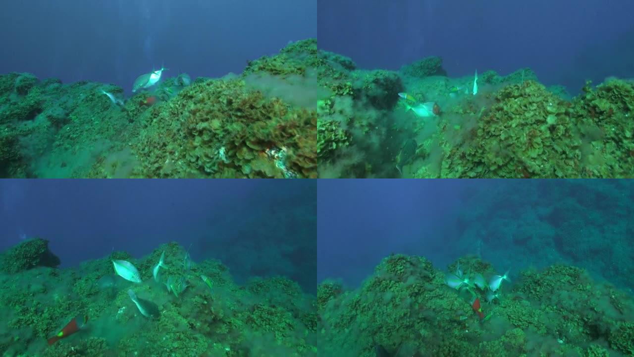 比目鱼在沙底漂浮的潜水员的背景下在水下迅速游走。