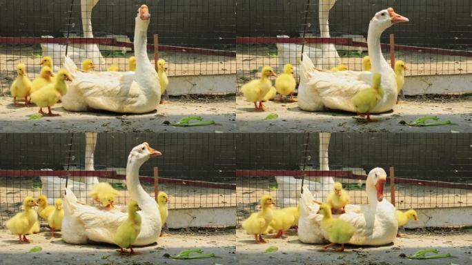 鹅妈妈旁边可爱的黄色小鹅