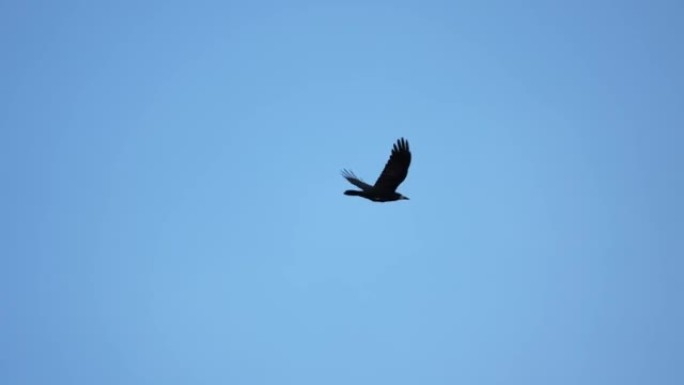 黑鸦鹰是鹰科中的一种猛禽。在飞行中，鸟水平地保持着宽阔的翅膀。白尾雕是欧洲第四大猛禽。4k