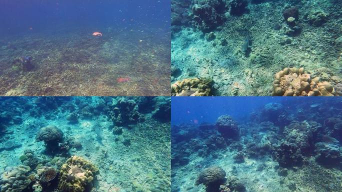 在泰国攀牙素林岛国家公园美丽的珊瑚礁里，虎鲨和成群的珊瑚鱼