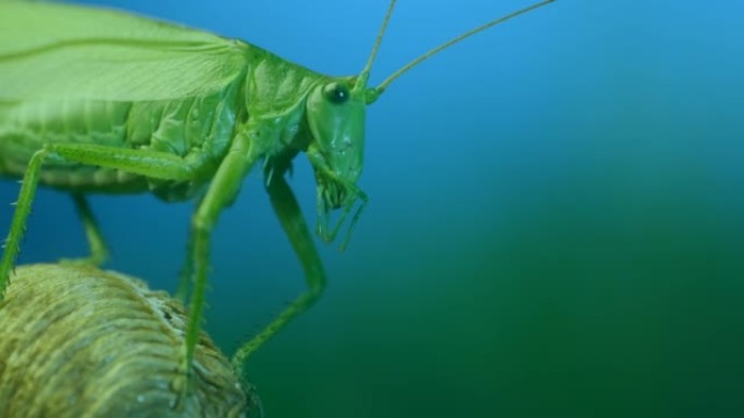 大绿蚱hopper的特写肖像坐在树枝上倒下。Great green bush-cricket (Te