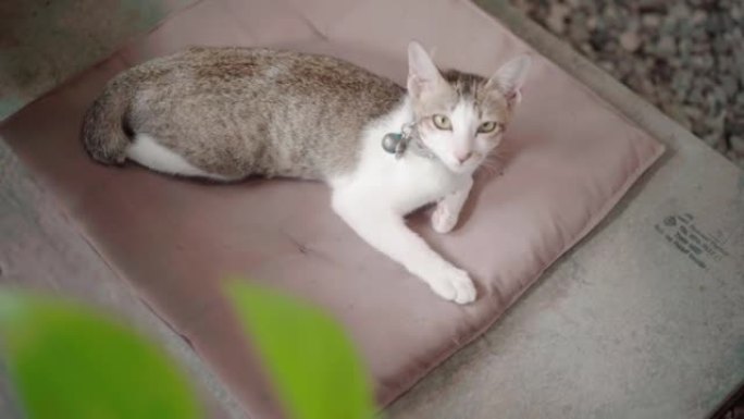一只猫躺在露台的座垫上