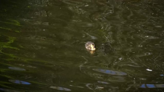 小鸭子在加尔达湖水上游泳