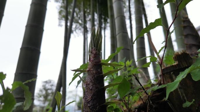 雨后春笋  露珠滑落唯美慢镜头意境