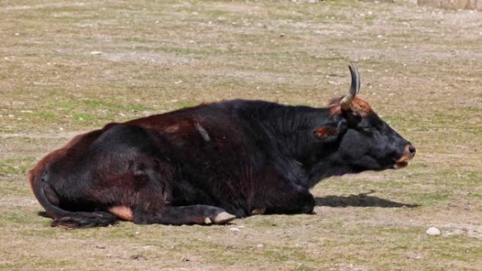 Aurochs，Bos primigenius taurus，国内的高地牛