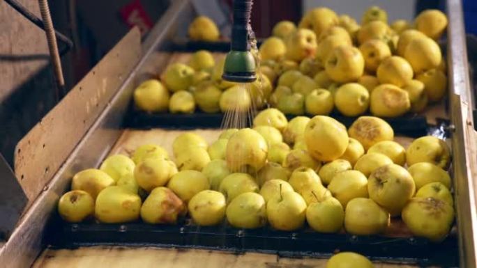 流水下的黄色苹果。成熟的水果正在清洗，以备将来在食品工厂加工。特写。