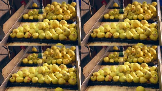 流水下的黄色苹果。成熟的水果正在清洗，以备将来在食品工厂加工。特写。