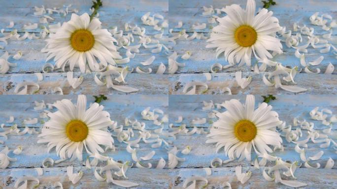 洋甘菊花落在浅蓝色复古木质背景和洋甘菊花瓣上。夏季主题。慢动作。