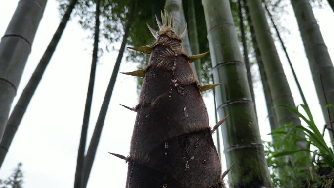 雨后春笋  露珠滑落唯美慢镜头意境