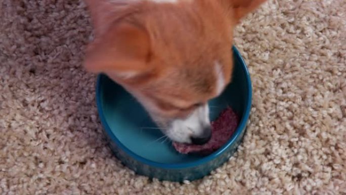 柯基小狗在蓬松地毯上的蓝碗里吃生肉
