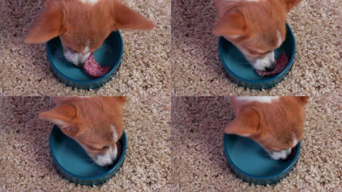 柯基小狗在蓬松地毯上的蓝碗里吃生肉