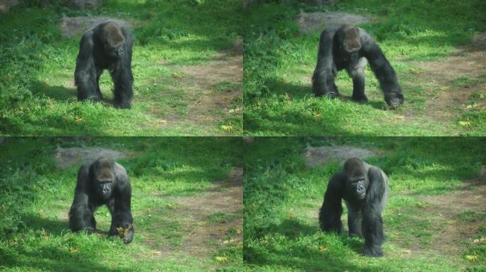 大猩猩在森林中行走