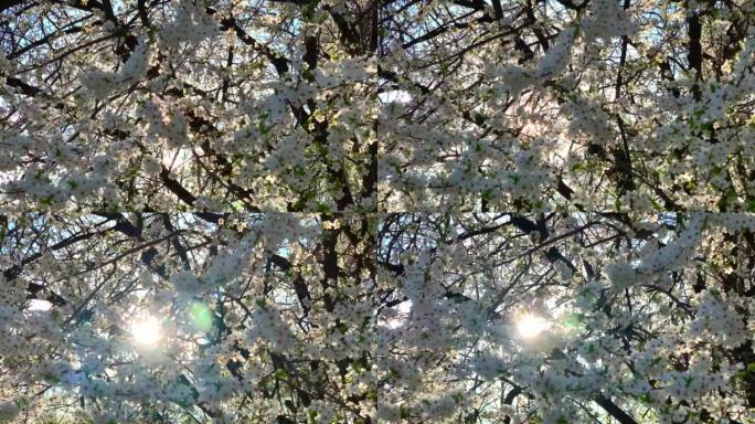 日落时盛开的苹果园