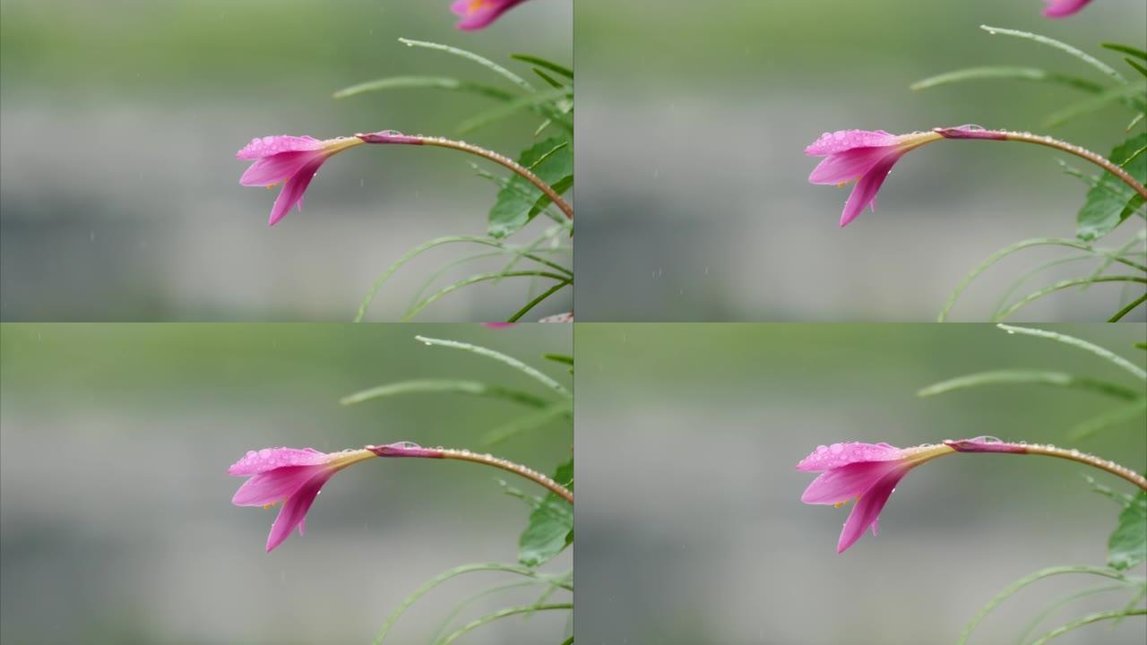 美丽的粉红色雨莲在雨天也被称为玫瑰粉红色和风百合或仙女百合，花瓣和茎上有水滴，4k镜头放大效果，春季
