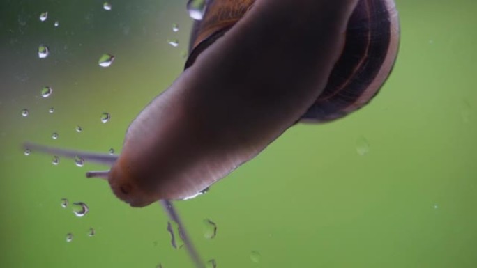 雨后在窗户玻璃上爬行的大葡萄蜗牛。窗户上的雨滴。野生动物生态，保护环境。野生动物。蜗牛在玻璃上爬行，