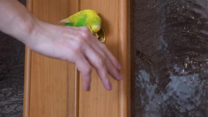 一只波浪形的家养绿鹦鹉坐在公寓的草皮把手上，一个人的手打开了门。家养有趣的动物。虎皮鹦鹉在房子周围飞