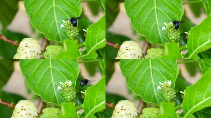 诺丽果花的特写镜头，一只黑色的苍蝇飞来飞去。树上生长着异国情调的巴戟天果实