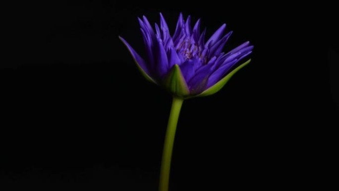 黑色背景上盛开的紫色睡莲的特写