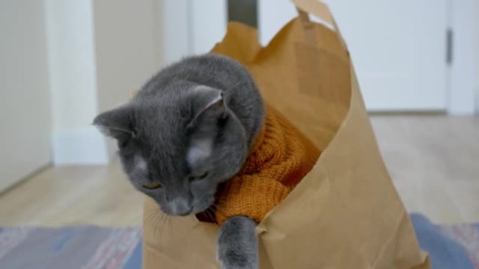 一只穿着针织开衫的可爱的灰猫坐在纸袋里。一只有趣的灰猫坐在超市的袋子里爬出来了。家猫的生活对单身人士