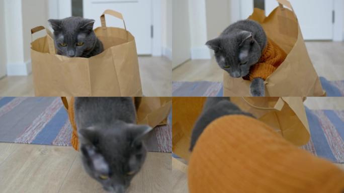 一只穿着针织开衫的可爱的灰猫坐在纸袋里。一只有趣的灰猫坐在超市的袋子里爬出来了。家猫的生活对单身人士