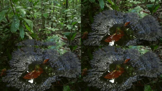 原始热带雨林中生长的巨型支架真菌