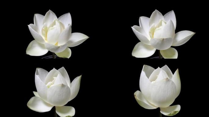 盛开的白莲花从芽到盛开，然后回到芽的4k延时镜头在黑色背景上隔离，关闭b滚动镜头，缩小然后放大效果。