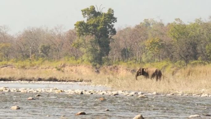 愤怒的野生亚洲象在吉姆·科贝特国家公园印度北阿坎德邦森林的自然绿色拉姆甘加河景观中奔跑或推开带有树干