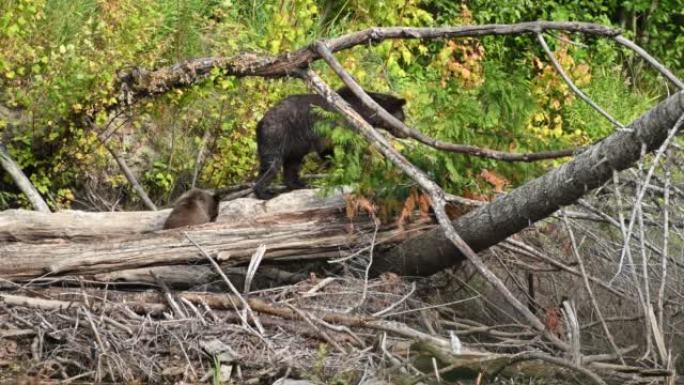 一只妈妈灰熊 (Ursus arctos horribilis) 和她的小灰熊幼崽在Atnarko河