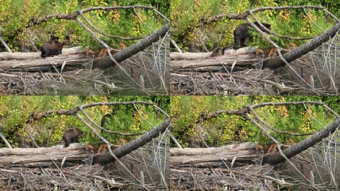 一只妈妈灰熊 (Ursus arctos horribilis) 和她的小灰熊幼崽在Atnarko河