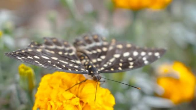 在阿联酋，一只黑色斑点蝴蝶展开了它的翅膀