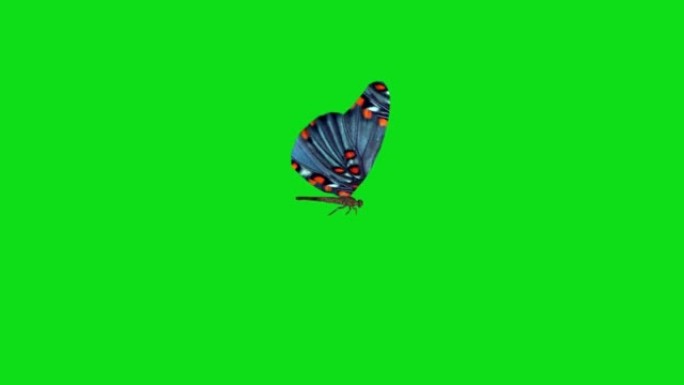 绿色背景上独自飞翔的蓝色蝴蝶。带阿尔法通道的蝴蝶。键颜色，颜色键，alpha通道。4k蝴蝶视频