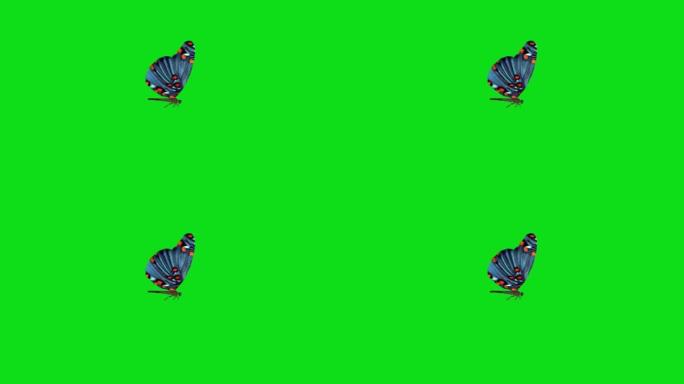 绿色背景上独自飞翔的蓝色蝴蝶。带阿尔法通道的蝴蝶。键颜色，颜色键，alpha通道。4k蝴蝶视频
