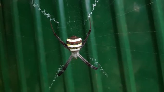 绿色背景上的蜘蛛，一只蜘蛛近距离拍摄，一只活蜘蛛。
