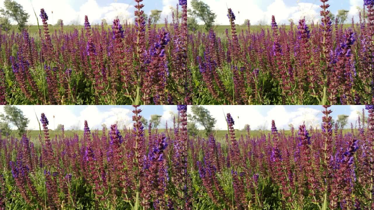 紫色鼠尾草的花田。