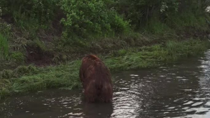 堪察加棕熊沿河奔跑，试图捕鱼