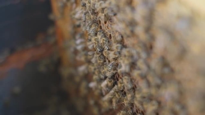 蜂巢中的蜜蜂家族。打开蜂巢。蜜蜂用蜂窝在框架上爬行。