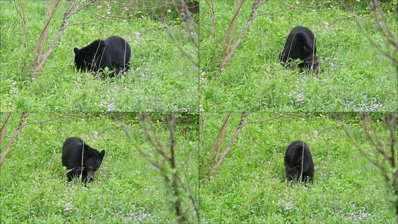 饥饿的黑熊