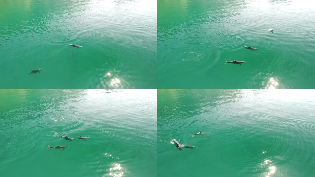 海豚在清澈平静的绿松石水域中缓慢游泳的鸟瞰图。从上方看，沿海岸线迁移的特有海洋哺乳动物群