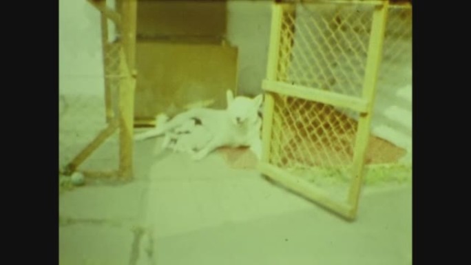 匈牙利1988，婊子喂小狗