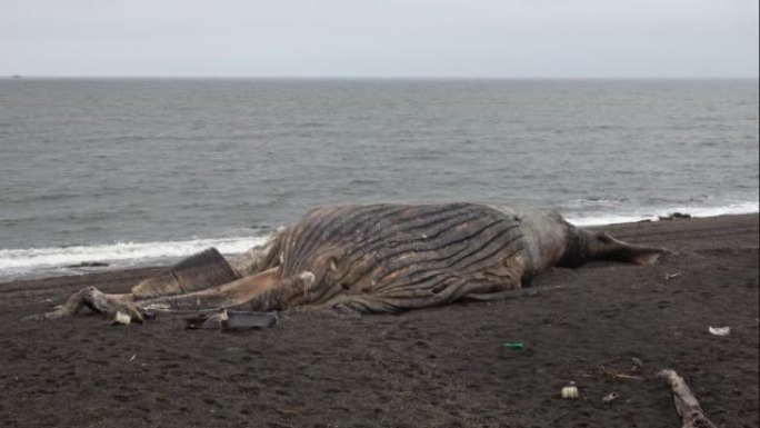 海滩上的死鲸