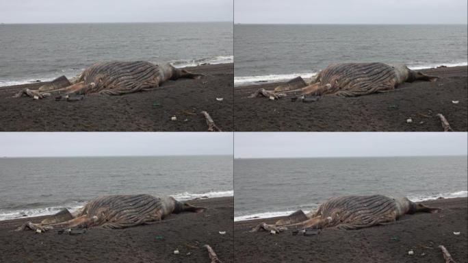 海滩上的死鲸