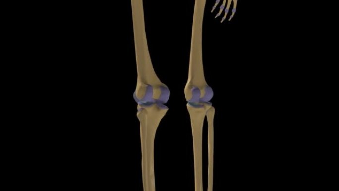 带关节囊3D的人体骨骼滑膜关节解剖