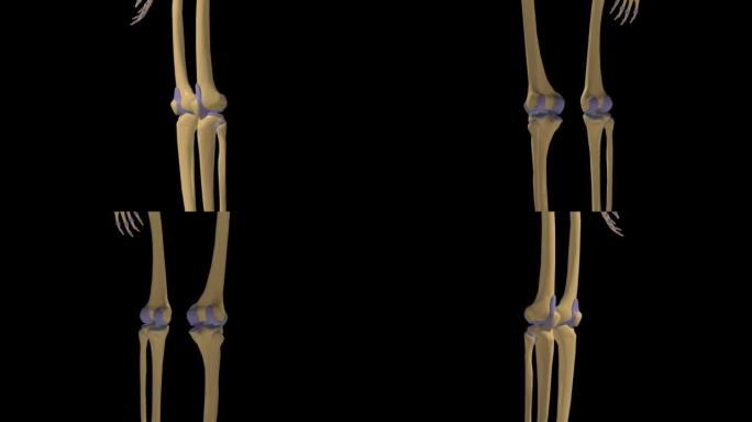 带关节囊3D的人体骨骼滑膜关节解剖