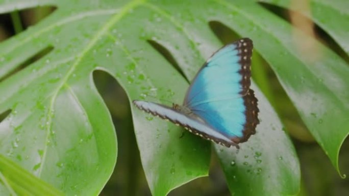 蓝色morpho蝴蝶打开和关闭翅膀的慢动作剪辑