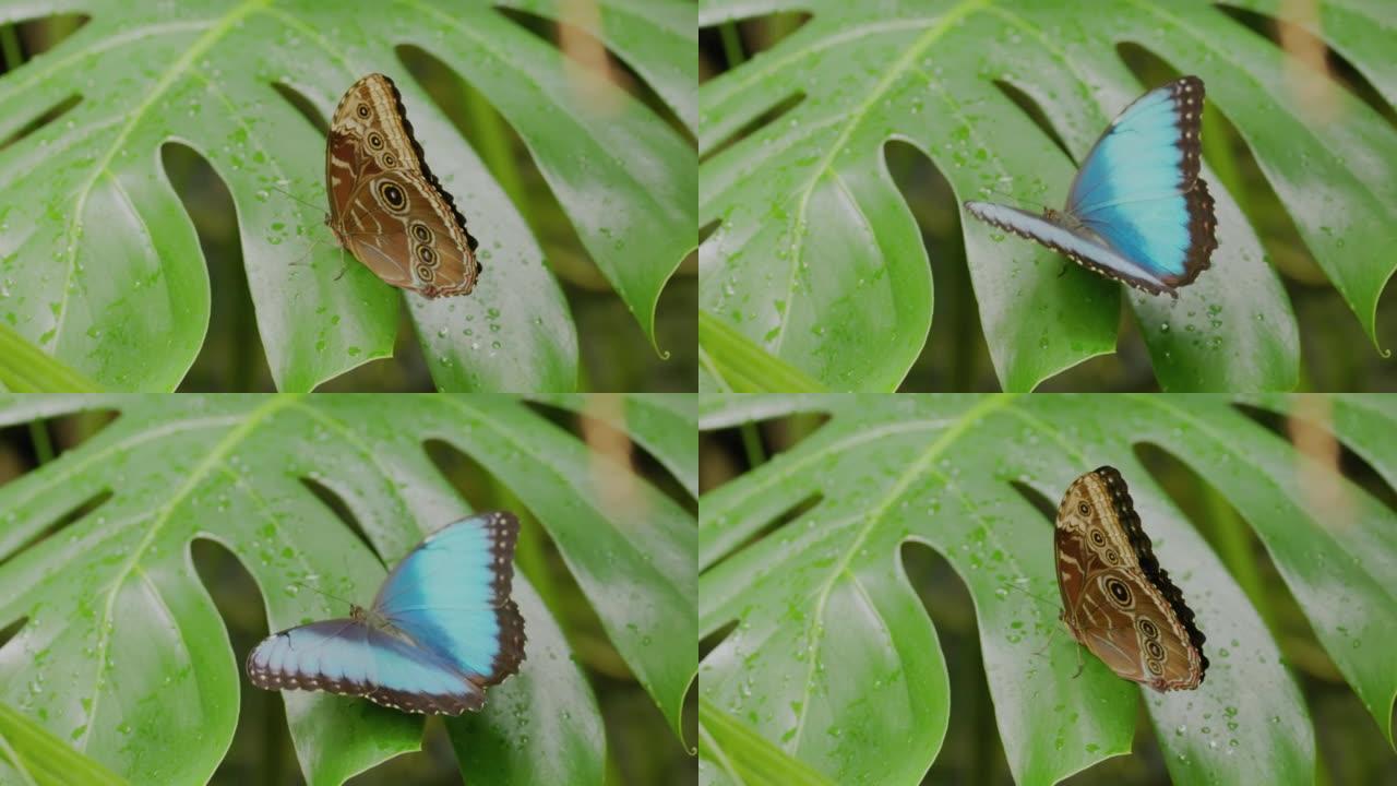 蓝色morpho蝴蝶打开和关闭翅膀的慢动作剪辑