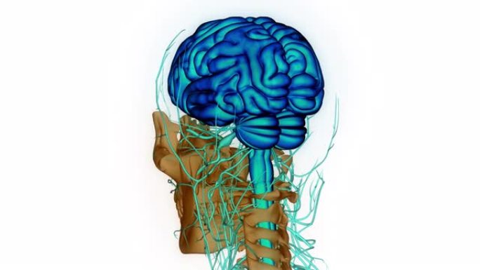 人体神经系统中枢器官脑解剖动画概念