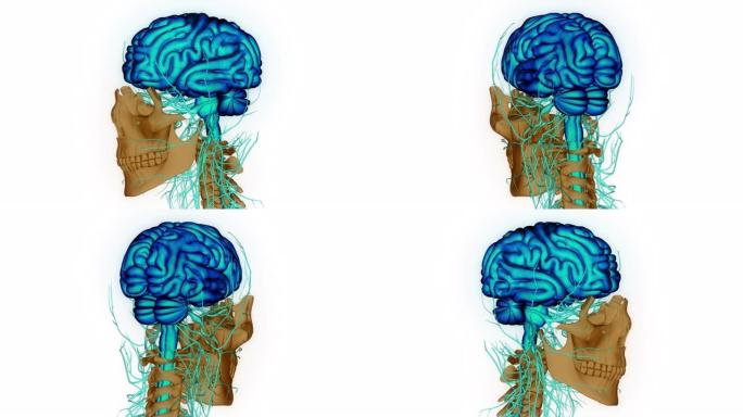 人体神经系统中枢器官脑解剖动画概念